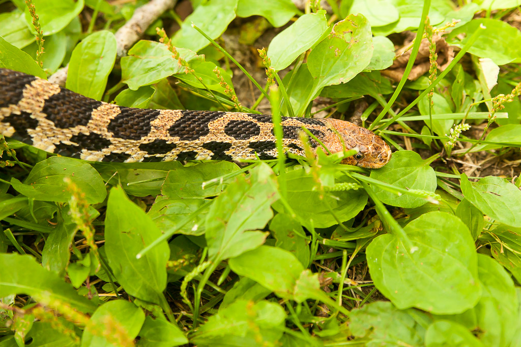 Reptiles & Amphibians | Scott County, Iowa