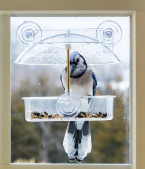 Large blue jay bird in window attached birdfeeder on a wet cold day in winter