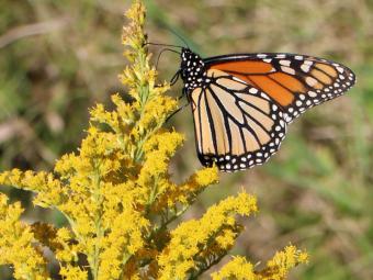 A butterfly resting on a native plant.