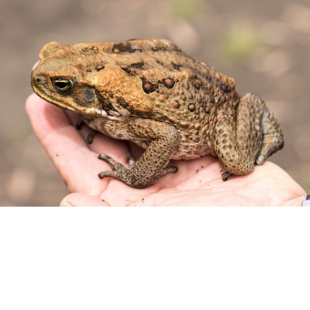 photo of a toad sitting in a human hand
