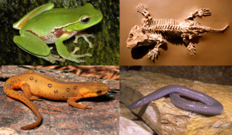 pictures of frog, snake and salamander & skeleton