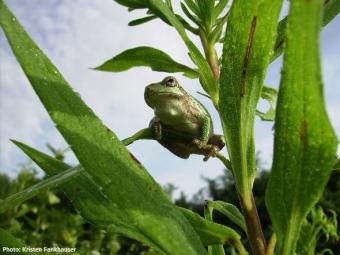 photo of a frog